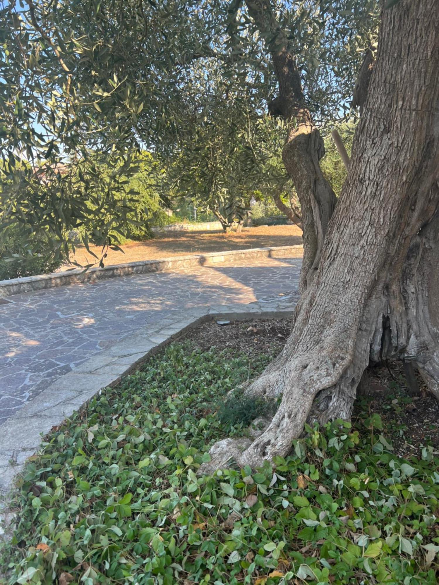 I Trulli Di Eva Apartment Ночи Екстериор снимка